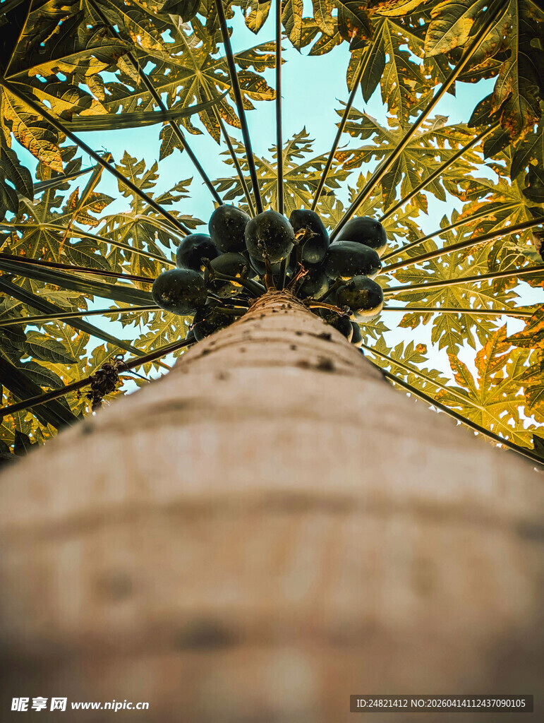 仰视视角下的高大椰子树