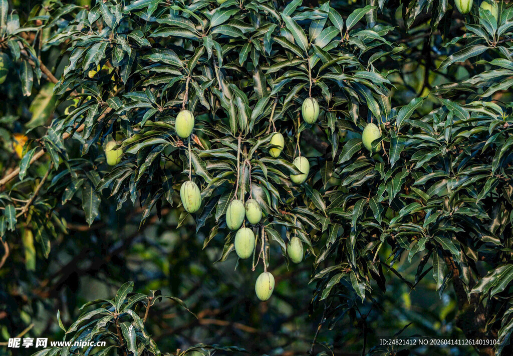 挂满果实的芒果树