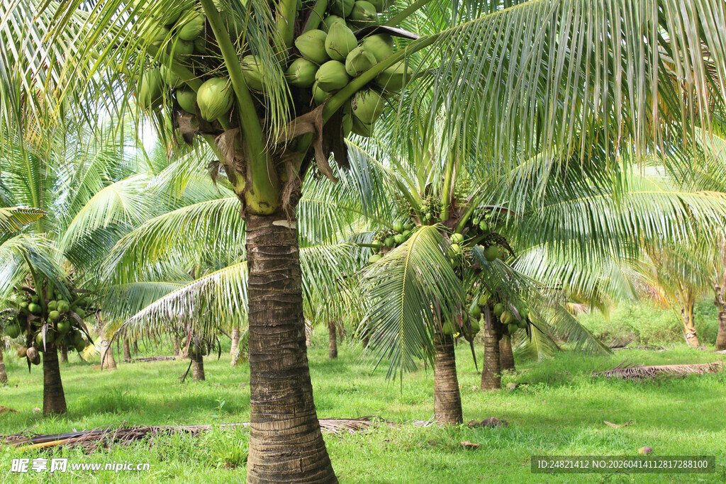 椰林绿意