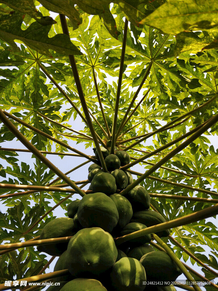 树上累累的青木瓜果实