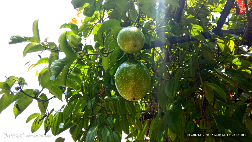 树上挂着饱满的青柚子