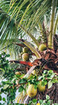 椰树硕果累累