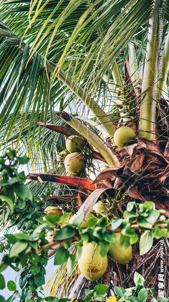 椰树硕果累累