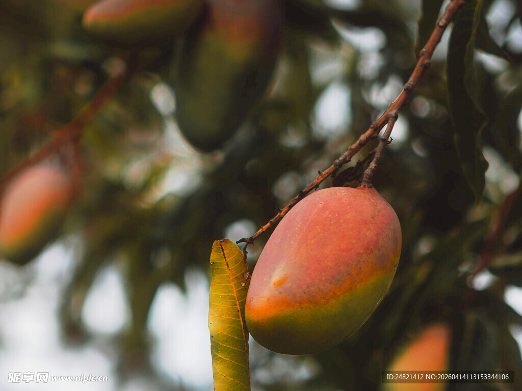 枝头成熟芒果色泽诱人