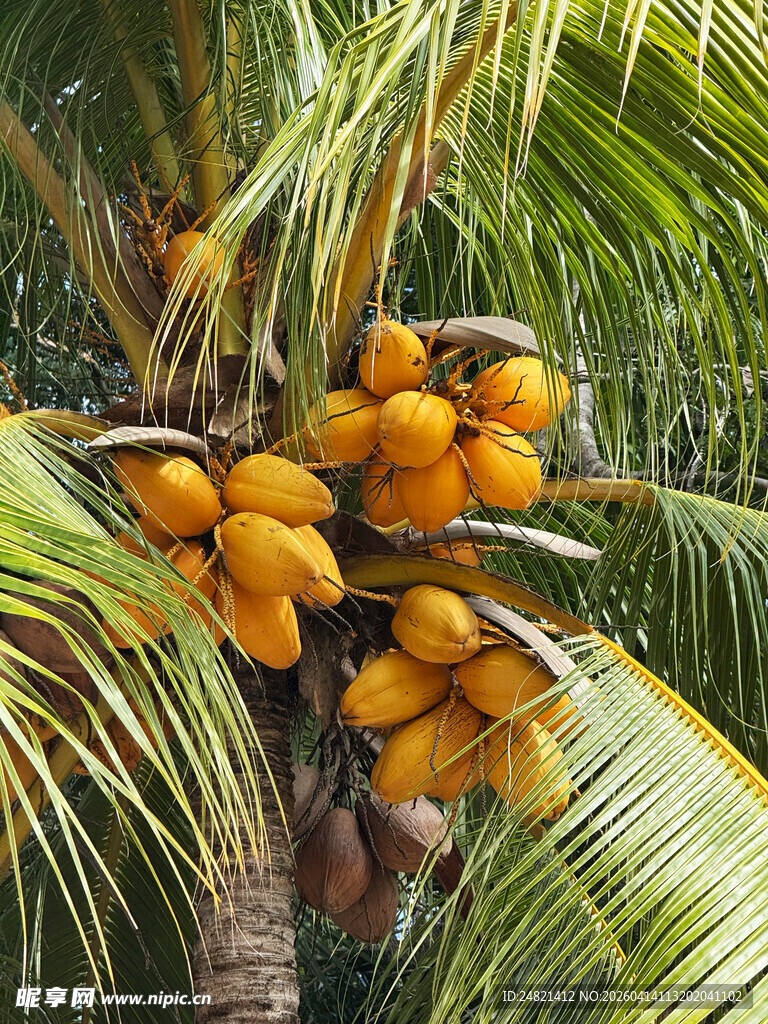 树上成熟的金黄椰子