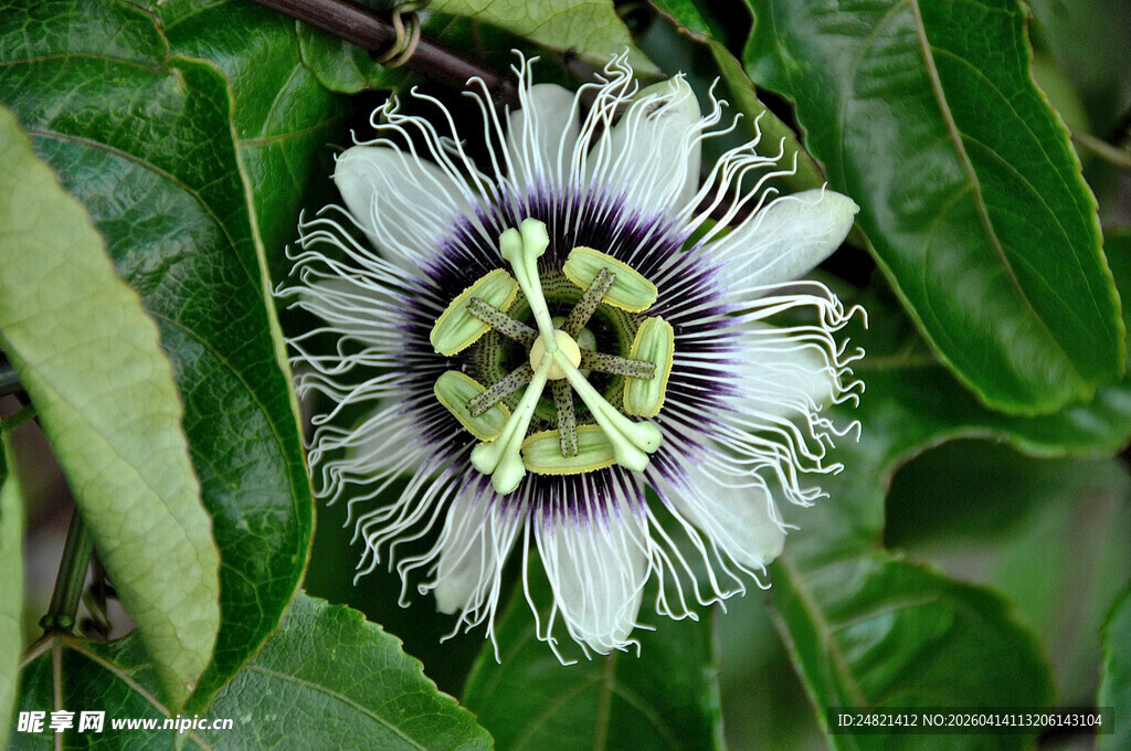 美丽西番莲绽放绿叶间