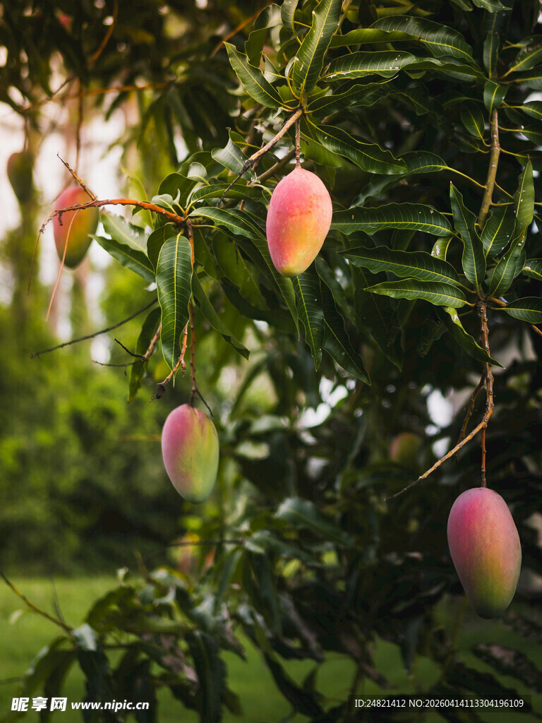 枝头挂着饱满诱人的芒果