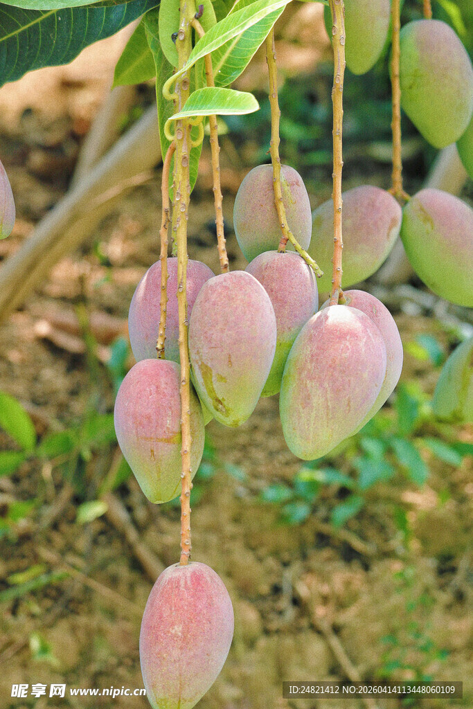 枝头粉嫩芒果挂果累累
