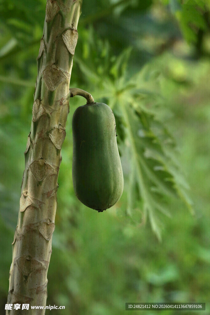 树上挂着的青木瓜
