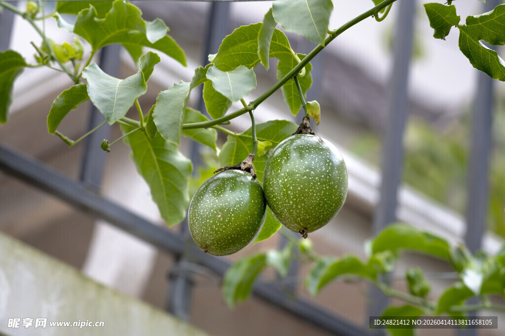 青嫩的未成熟果实挂于枝头