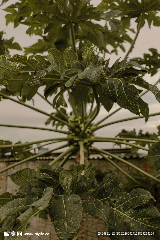 农田中的茂盛香蕉植株