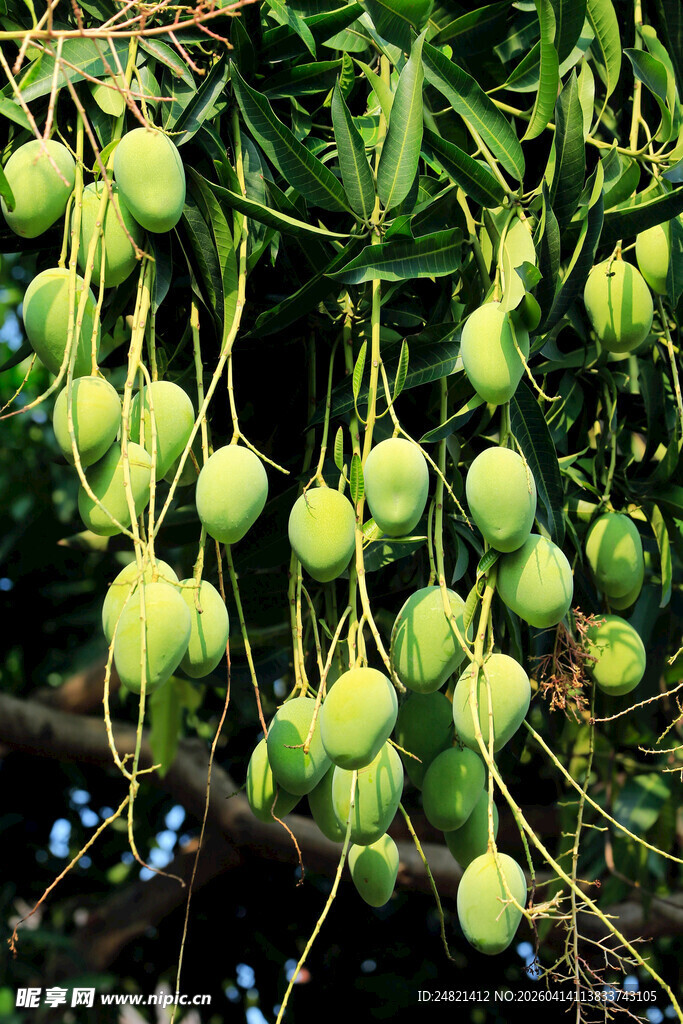 挂满青果的繁茂果树