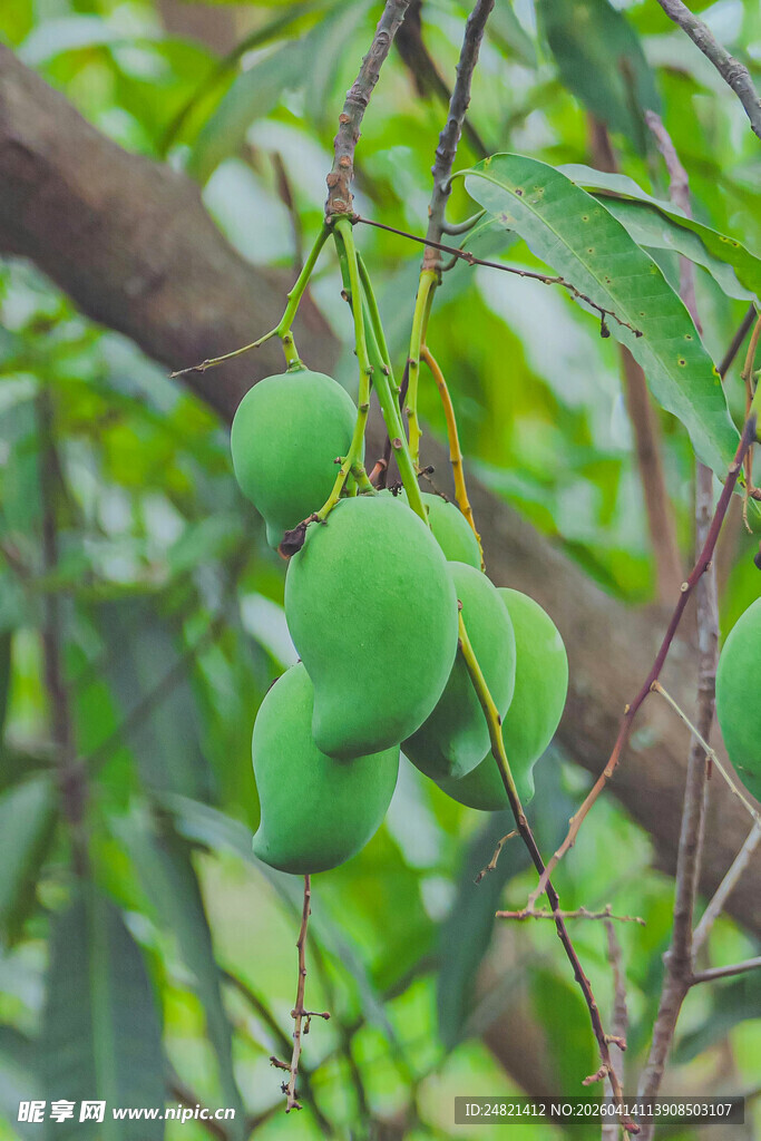 枝头青绿芒果待成熟