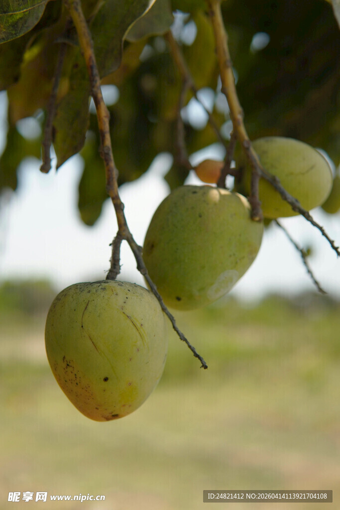 枝头悬挂的青芒果