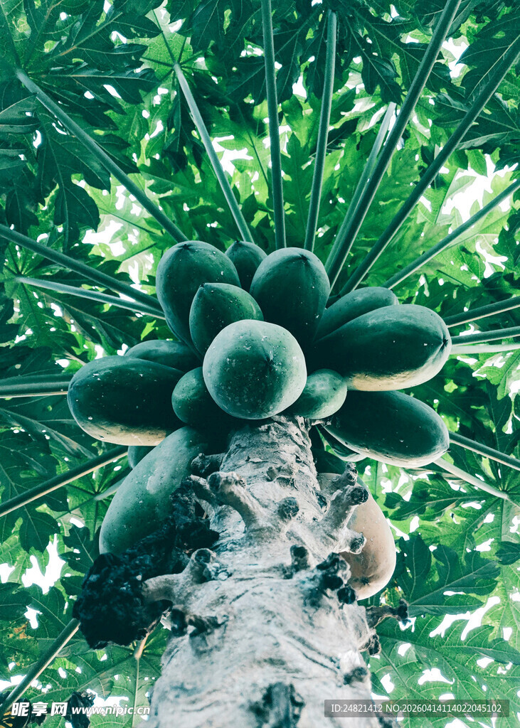 树上硕果累累的木瓜