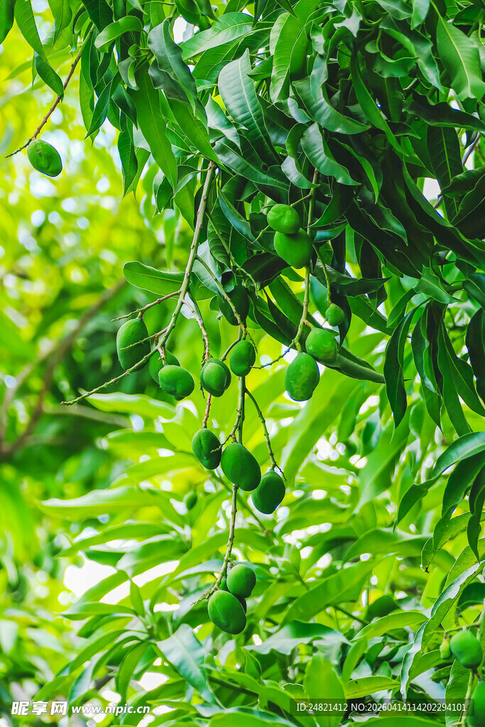 绿叶繁茂的植物景象