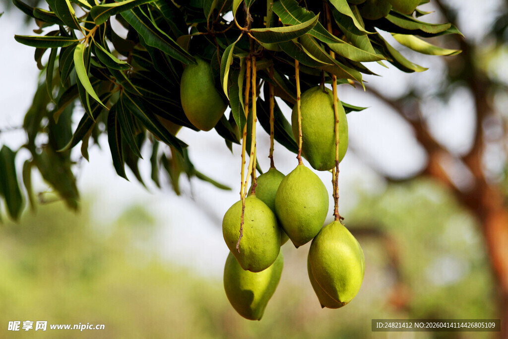 枝头挂着青嫩的芒果