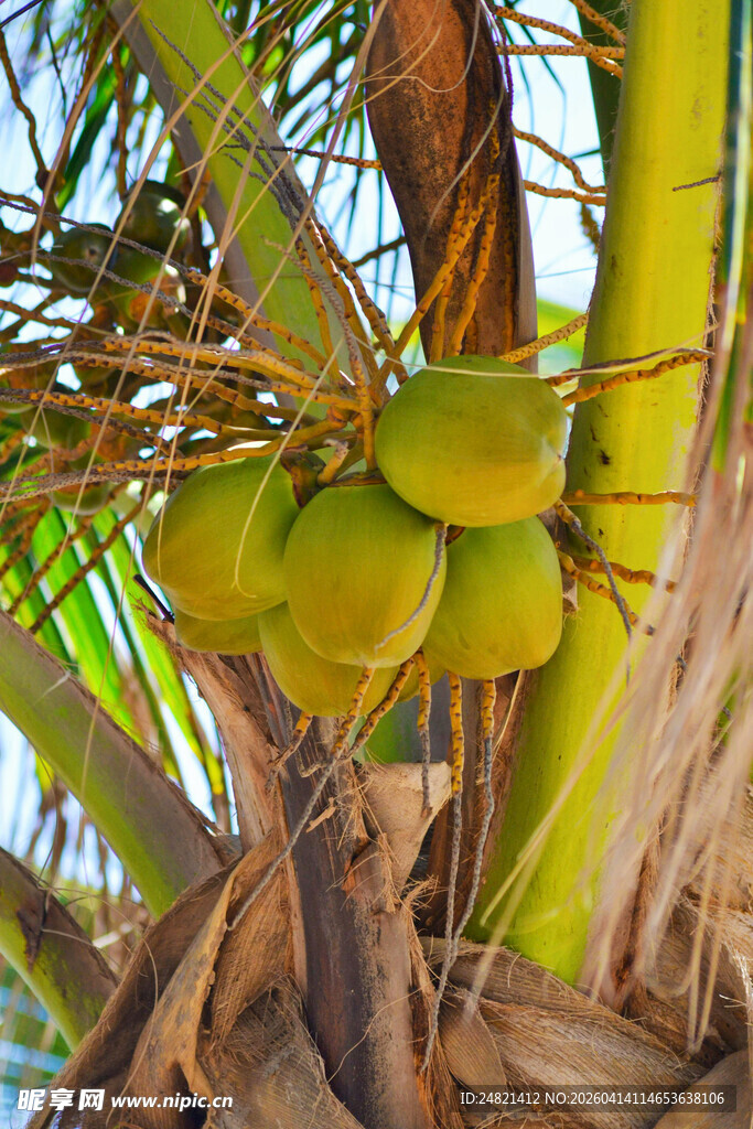 树上的青椰子