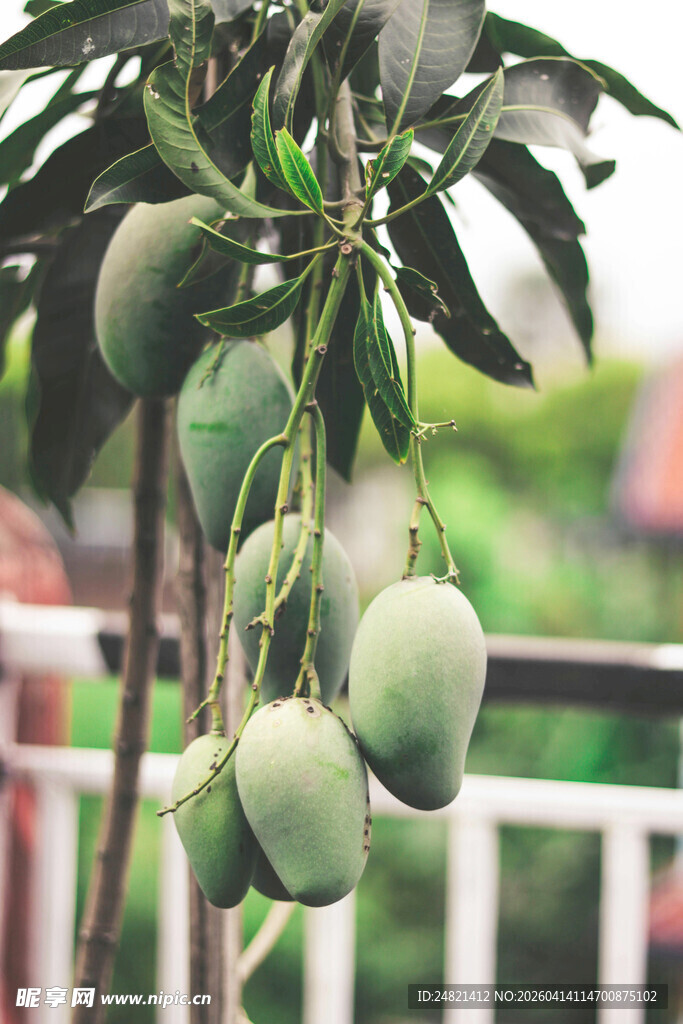 枝头挂着的青芒果