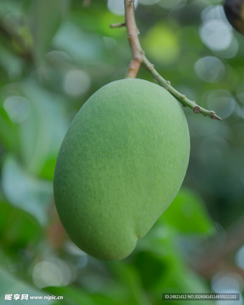 枝头青绿芒果