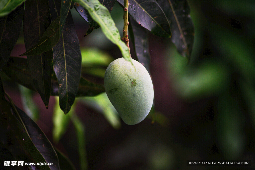 枝头挂着的青芒果