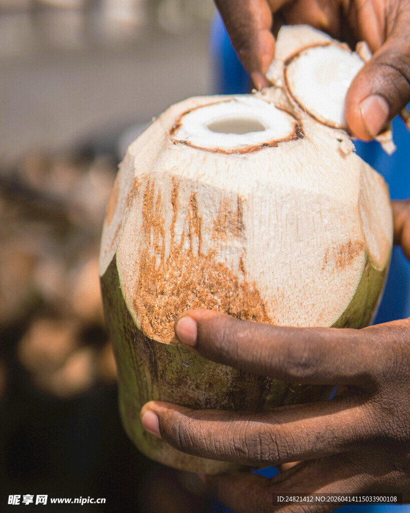 双手捧起的新鲜椰子