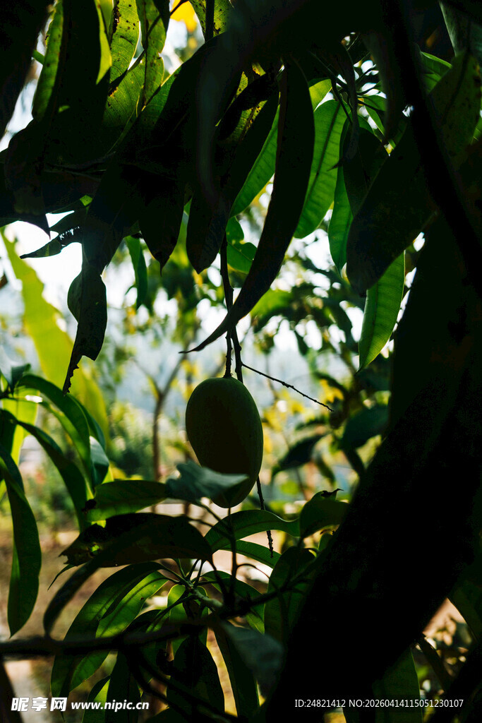 枝头挂果的繁茂绿色植物