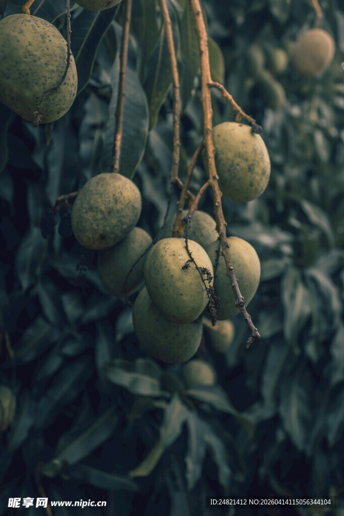 挂满枝头的青皮荔枝