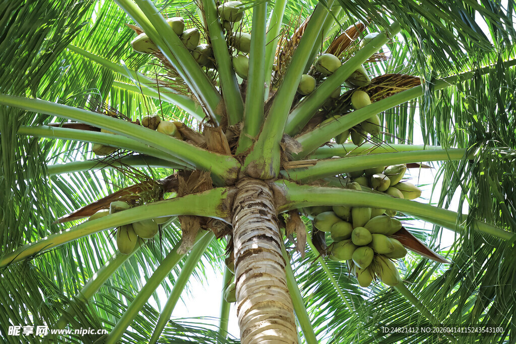 仰视下的繁茂椰子树