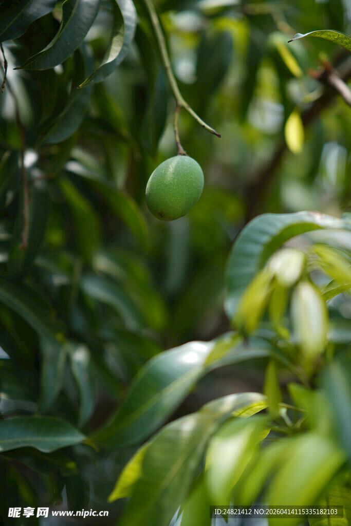 枝头青果