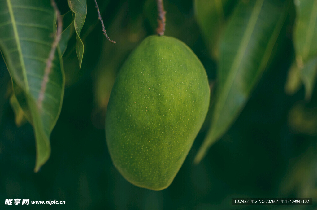 青芒挂于枝叶间