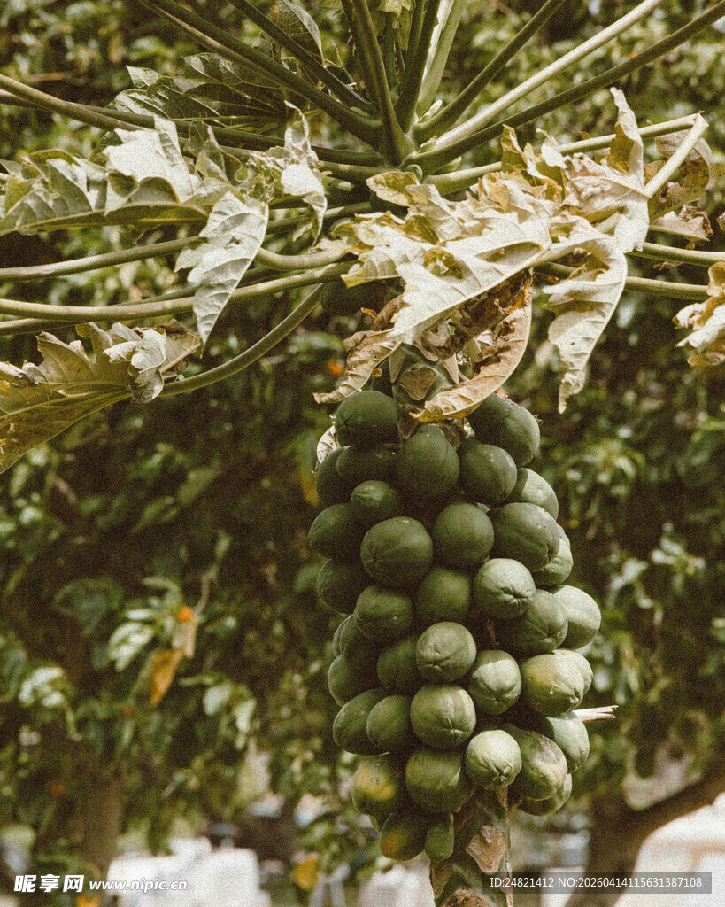树上成串的青木瓜