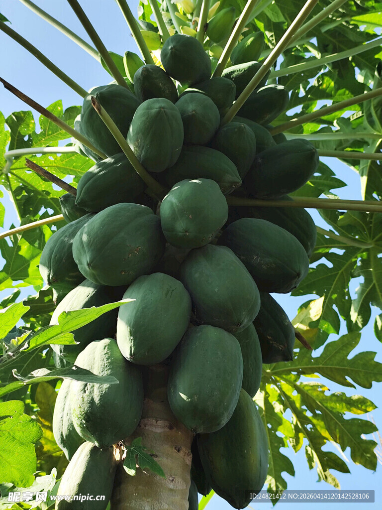 树上硕果累累的青木瓜