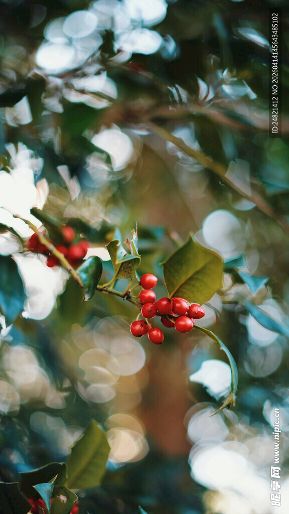 红果绿叶的冬日植物景观