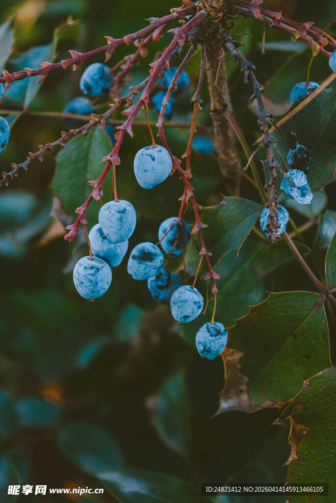 蓝果绿叶的植物特写