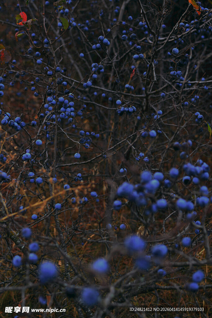 蓝紫色浆果布满枝头