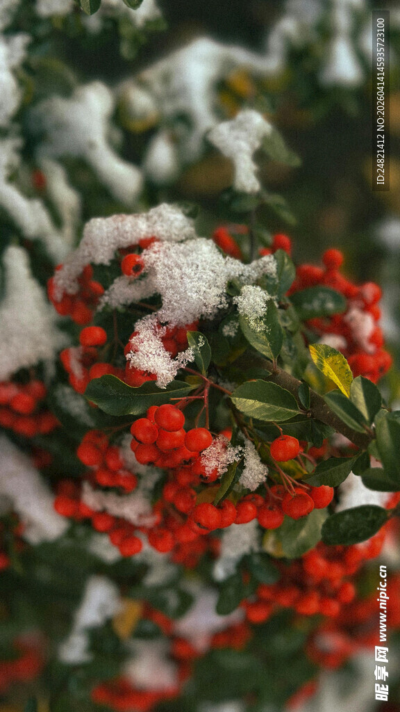 雪覆红果图