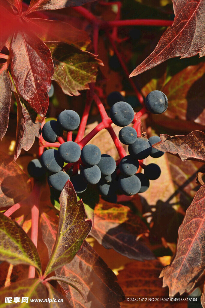 秋日红枝上的蓝紫色浆果