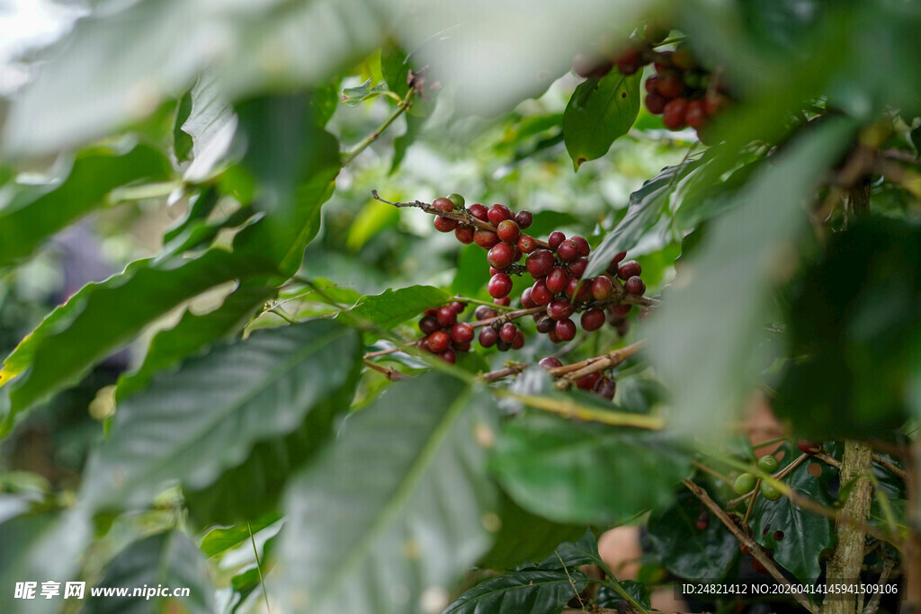 枝头红果隐于绿叶间