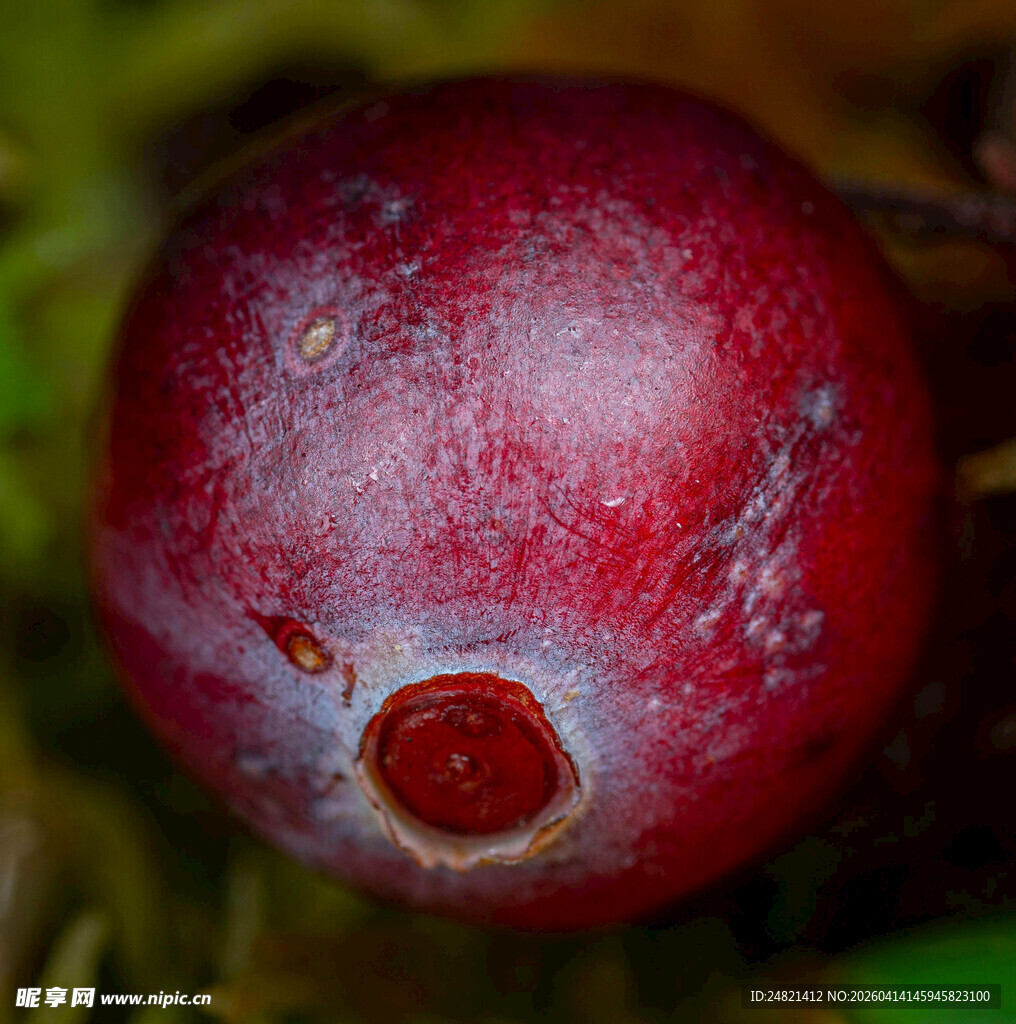 鲜红饱满的蔓越莓果实
