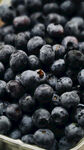 满满一盆新鲜蓝莓