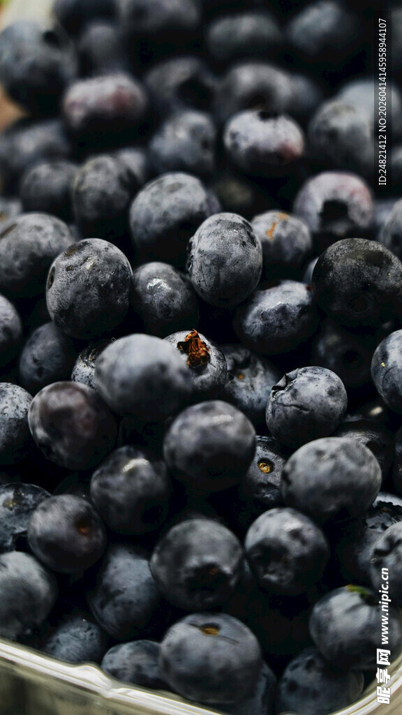 满满一盆新鲜蓝莓