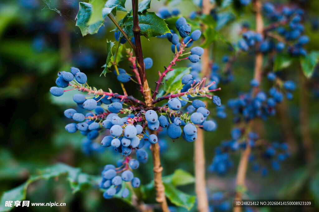 蓝紫色浆果植物特写