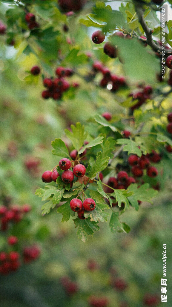 枝头红果与绿叶相映