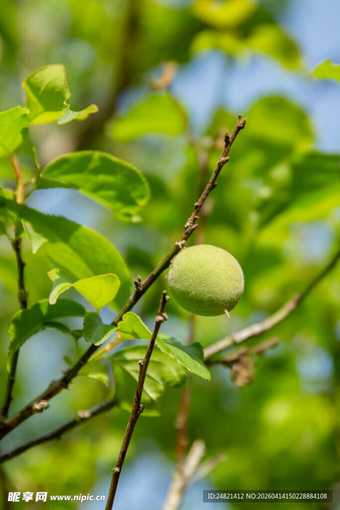 枝头青果