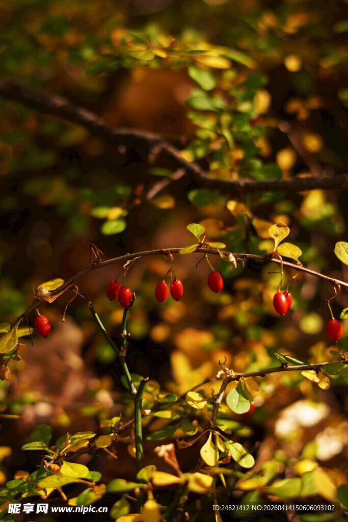 秋日枝头的红果与绿叶