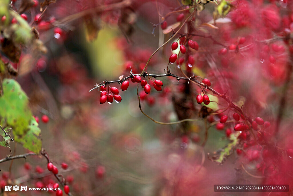 红果满枝的植物景观