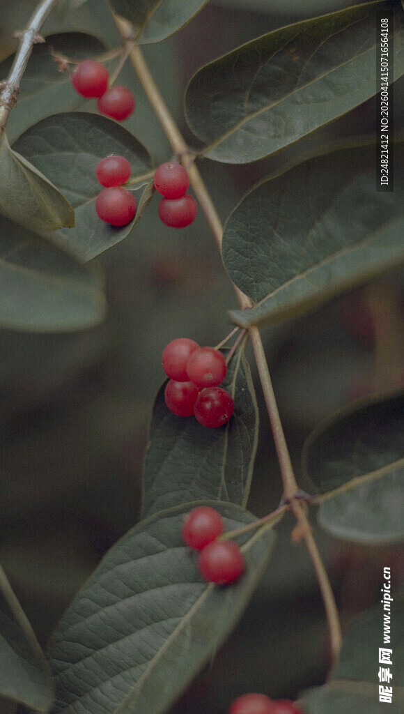 红果绿叶的美丽植物