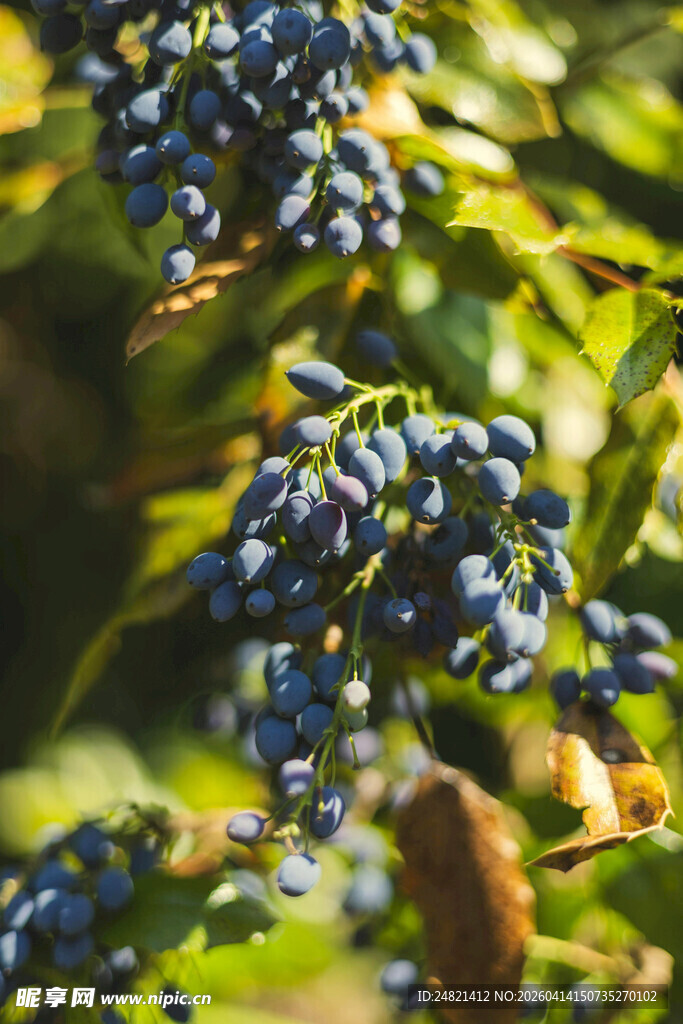 蓝紫色浆果挂于绿叶间