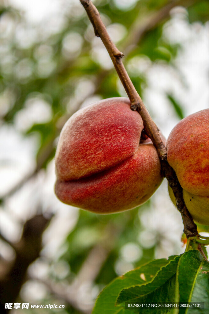 枝头鲜嫩桃子待采摘